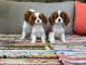 Akbash Dog Puppies for sale in Texaco Ave, Paramount, CA 90723, USA. price: NA