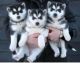 Akbash Dog Puppies for sale in Springfield, MA, USA. price: NA