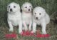 Akbash Dog Puppies for sale in Atlanta, GA, USA. price: NA