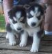 Akbash Dog Puppies