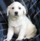 Akbash Dog Puppies for sale in Los Angeles, CA, USA. price: $600