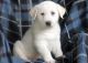 Akbash Dog Puppies for sale in Fresno, CA, USA. price: $500