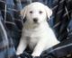 Akbash Dog Puppies for sale in Los Altos, CA, USA. price: $500