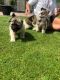 Akita Puppies for sale in Area 51, NV, USA. price: NA