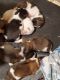 Akita Puppies for sale in Evergreen, CO 80439, USA. price: NA