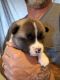 Akita Puppies for sale in Fernley, NV 89408, USA. price: NA