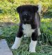 Akita Puppies for sale in Union City, OH 45390, USA. price: NA