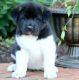 Akita Puppies for sale in Calgary, AB, Canada. price: NA