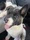 Akita Puppies for sale in Lochbuie, CO, USA. price: NA