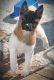 Akita Puppies for sale in Racine, WI, USA. price: NA