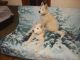 Akita Puppies for sale in Grand Junction, CO, USA. price: NA
