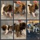 Akita Puppies for sale in P C BEACH, FL 32408, USA. price: $1,500