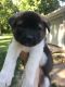 Akita Puppies for sale in South Bend, IN, USA. price: NA
