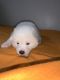 Akita Puppies for sale in North Las Vegas, NV, USA. price: NA