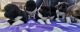 Akita Puppies for sale in S Carolina St, Avon Park, FL 33825, USA. price: $300
