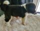 Akita Puppies for sale in 992 Toledo St, Aurora, CO 80011, USA. price: NA