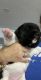 Akita Puppies for sale in Miami, FL, USA. price: $2,500