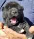 Akita Puppies for sale in Littleton, CO, USA. price: NA