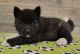 Akita Puppies for sale in Colorado Springs, CO, USA. price: NA
