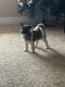Akita Puppies for sale in Surprise, AZ, USA. price: NA