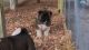 Akita Puppies for sale in Carthage, NC, USA. price: NA