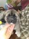Akita Puppies for sale in Rockland, MI 49960, USA. price: NA