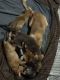 Akita Puppies for sale in Ridgefield, WA 98642, USA. price: NA