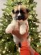 Akita Puppies for sale in Eagle Mountain, UT, USA. price: NA