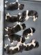 Akita Puppies for sale in Harbeson, DE 19951, USA. price: NA