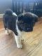 Akita Puppies for sale in Lexington, SC, USA. price: NA