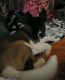 Akita Puppies for sale in Fond du Lac, WI, USA. price: $750