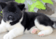Akita Puppies for sale in Miami, FL, USA. price: $700