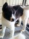 Akita Puppies for sale in Twin Lakes, WI, USA. price: $700