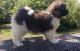 Akita Puppies for sale in Winter Haven, FL, USA. price: $1,500