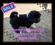 Akita Puppies for sale in Pinon Hills, CA 92372, USA. price: $500