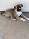 Akita Puppies for sale in Apple Valley, CA, USA. price: $550