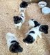 Akita Puppies for sale in Los Angeles, CA, USA. price: $500