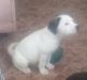 Akita Puppies for sale in El Mirage, CA 92301, USA. price: $700