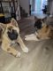 Akita Puppies for sale in Henderson, NV, USA. price: $500
