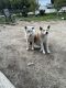 Akita Puppies for sale in Sunland, Los Angeles, CA 91040, USA. price: $500