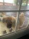 Akita Puppies for sale in Gypsum, CO 81637, USA. price: $1,400