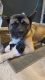 Akita Puppies for sale in Springfield, MA, USA. price: $1,000