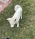 Akita Puppies for sale in Simi Valley, CA 93065, USA. price: NA