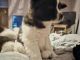 Akita Puppies for sale in Twin Lakes, WI, USA. price: $400