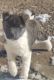 Akita Puppies for sale in Palmer Park Blvd, Colorado Springs, CO, USA. price: $1,500
