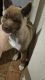 Akita Puppies for sale in Orlando, Florida. price: $2,500