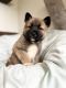 Akita Puppies for sale in Port Orchard, Washington. price: $700