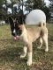Akita Puppies for sale in Williston, MD 21629, USA. price: $900