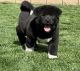 Akita Puppies for sale in Fontana, California. price: $1,800