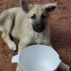Akita Puppies for sale in Cheyenne, Wyoming. price: $400